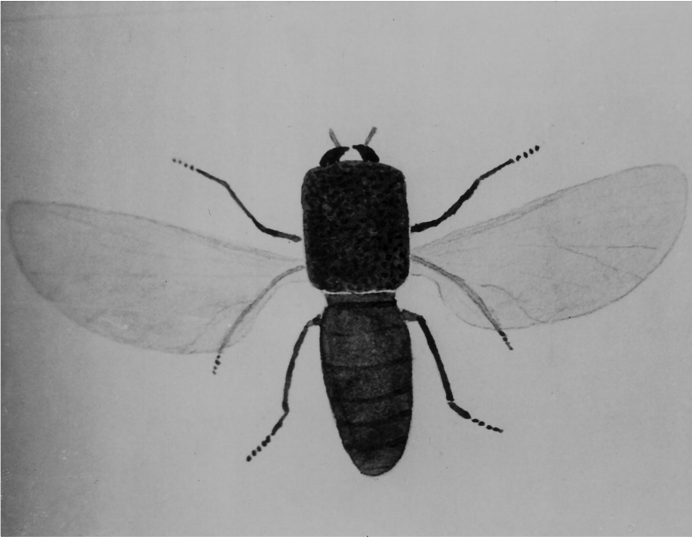 Previous article: Flies, Blinding Worms, Spitting snakes!